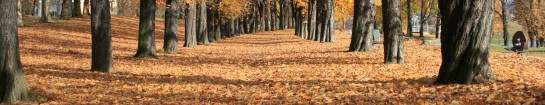 Ehering verloren? Oder suchen Sie nach Schlüsseln, Münzen oder Schätzen? Wir helfen Ihnen bei der Suche – leihen Sie sich einen Metalldetektor aus!